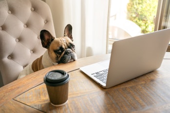 French bulldog sitting on a chair and looking tired at the camera during working on laptop staying o...