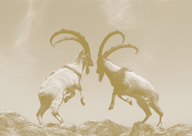 A beautiful photo of two mountain goats fighting with long horns standing on two legs