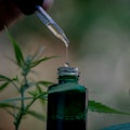 CBD hemp oil, drip, bio-medicine and ecology, hemp plant, herb, medicine, cbd oil from medical extra...