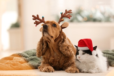 Adorable Cocker Spaniel dog with cat in reindeer headband and Santa hat on blurred background, for w...
