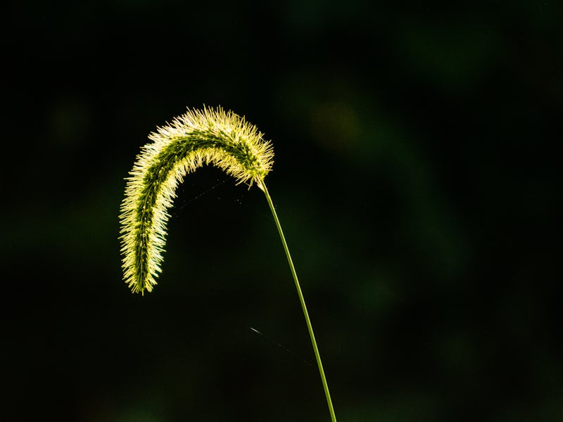 Glowing droopy plant dark backdrop