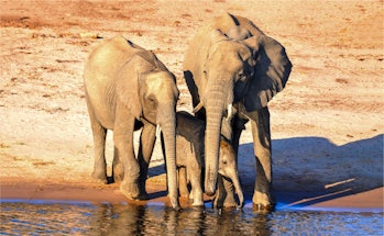 Elephant family at the watering hole. Elephant family portrait. Elephant family in water. Elephant f...