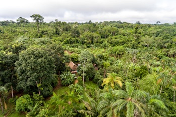 Amazon Agroforestry Parcel/Land with a Variety of Tropical Crops a Bananas, Brazil Nuts, Copoazu, Pa...