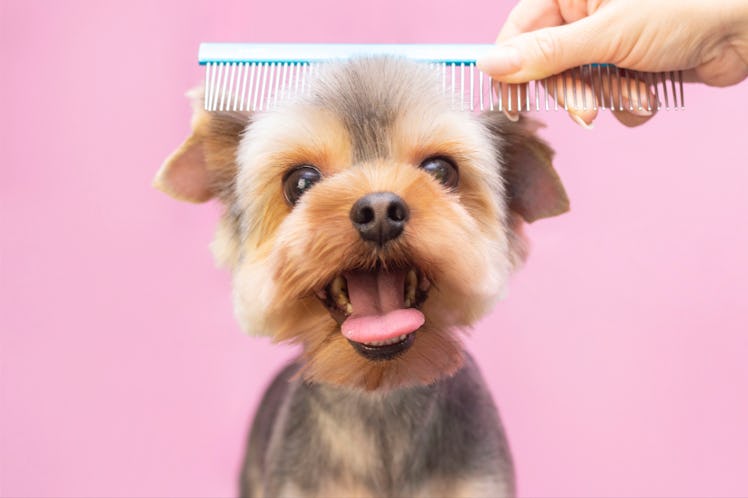 Dog gets hair cut at grooming salon.