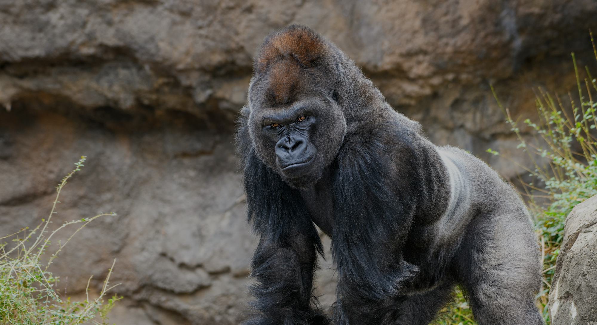 Male Silverback Western Lowland gorilla (Gorilla gorilla gorilla) standing