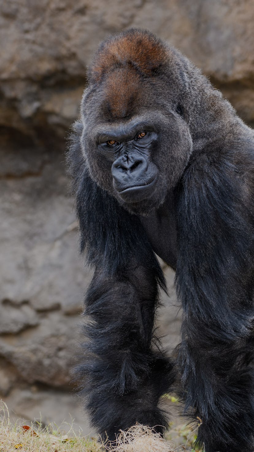 Male Silverback Western Lowland gorilla (Gorilla gorilla gorilla) standing