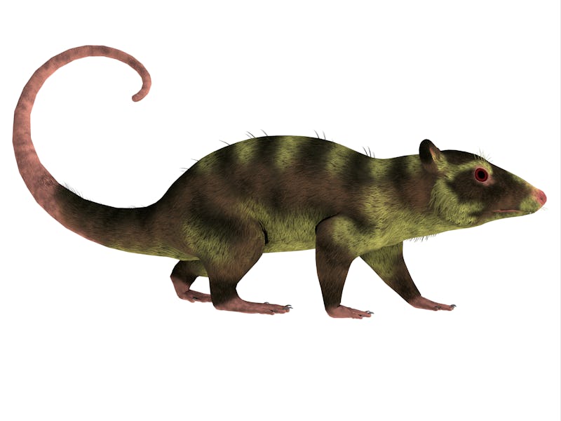 Purgatorius Primate Side Profile 3D Illustration - Purgatorius is an example of the first primate th...