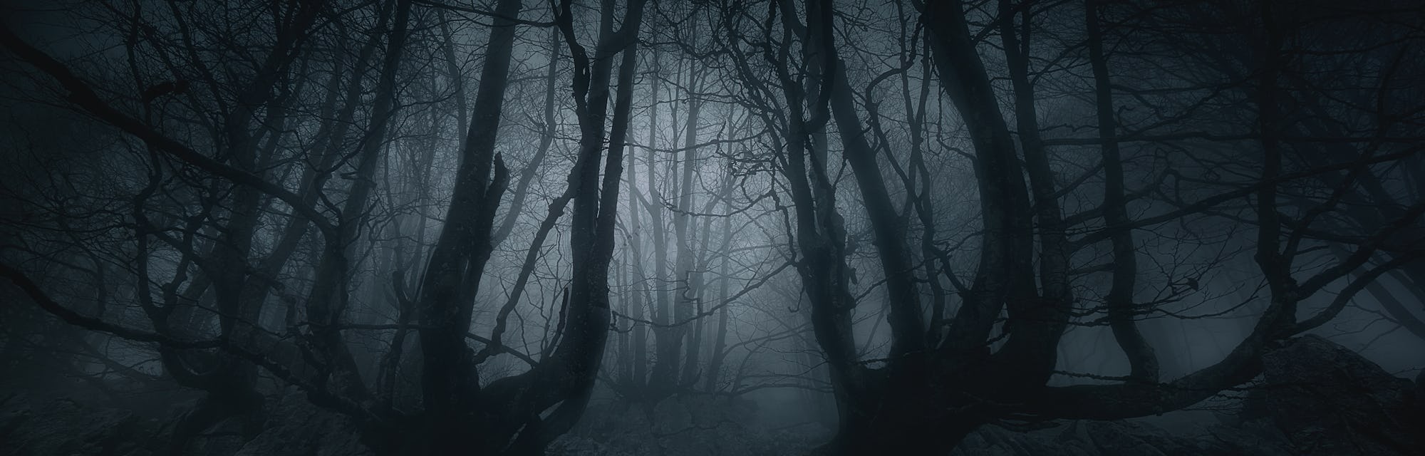 nightmare forest with creepy trees