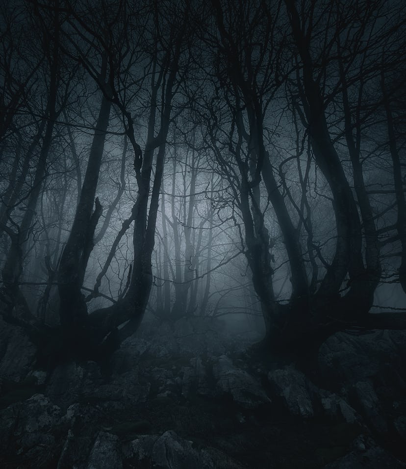 nightmare forest with creepy trees