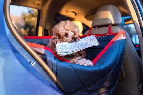 Dog traveling in a car seat the front seat of a car. Dog with a map.