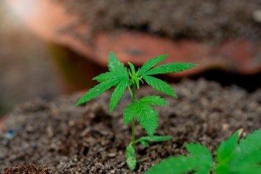  Small hemp plants in the soil.Nature outdoor. Marijuana is used for medical purposes.