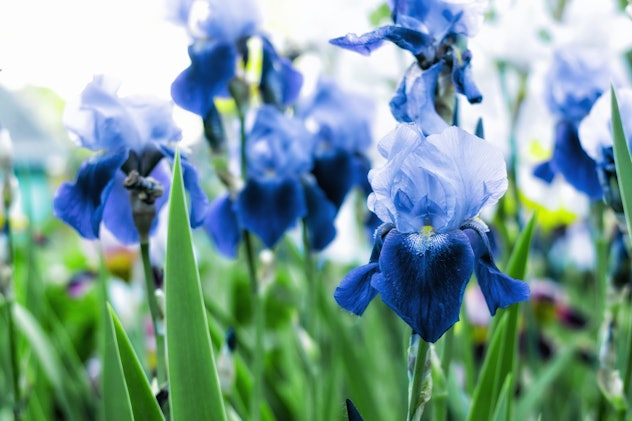 Violet and blue iris flowers closeup on green garden background. Sunny day. Lot of irises. Large cul...