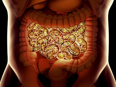 Gut bacteria , gut flora, microbiome. Bacteria inside the small intestine, concept, representation. ...
