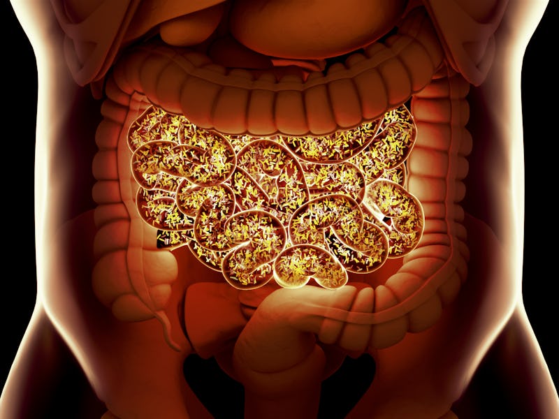 Gut bacteria , gut flora, microbiome. Bacteria inside the small intestine, concept, representation. ...