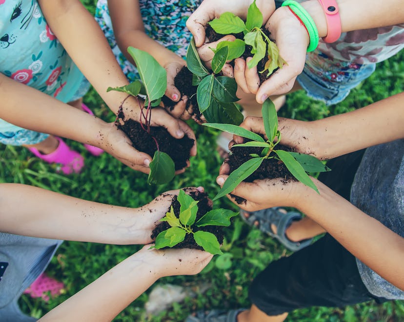 children plant plants together in their hands. Selective focus. nature.