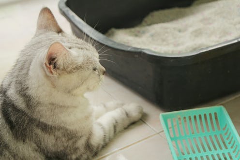 Best dust-free cat litters — cat with sandbox