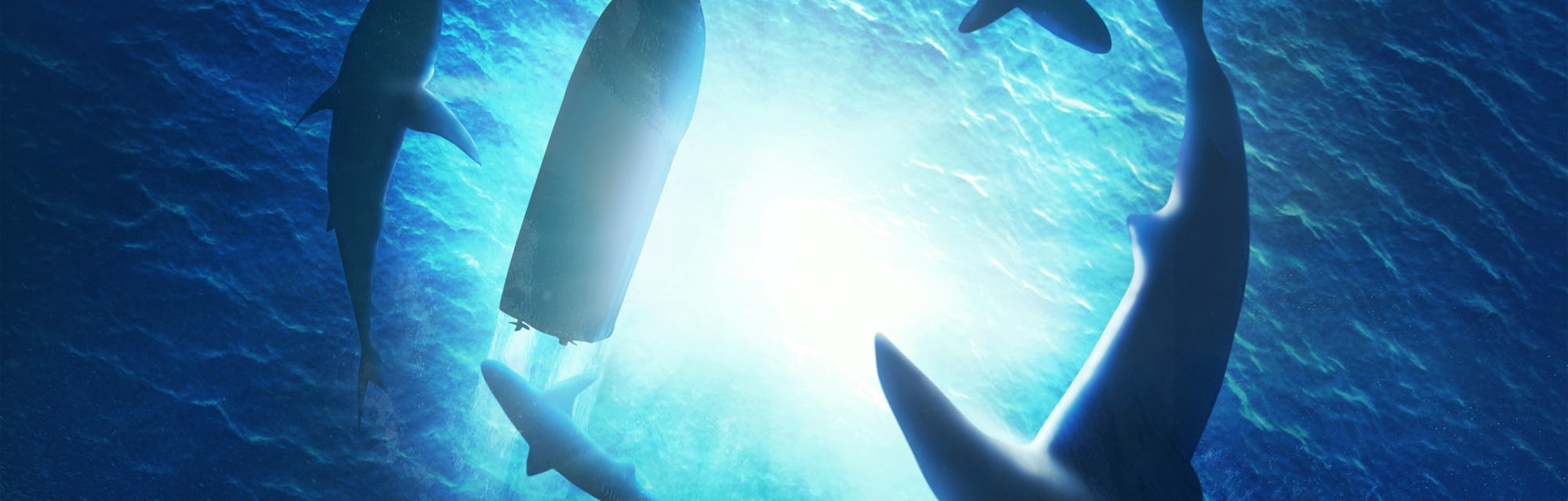 Why do sharks swim in circles? Science has finally solved it