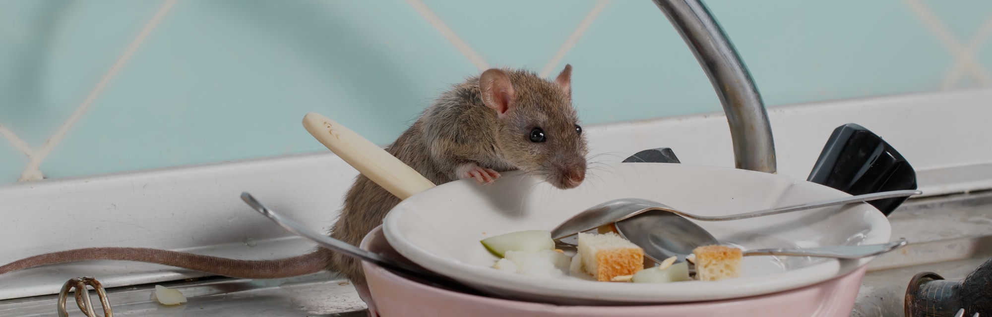 Young rat (Rattus norvegicus) climbs into the dish with the leftovers of food on a plate on sink at ...