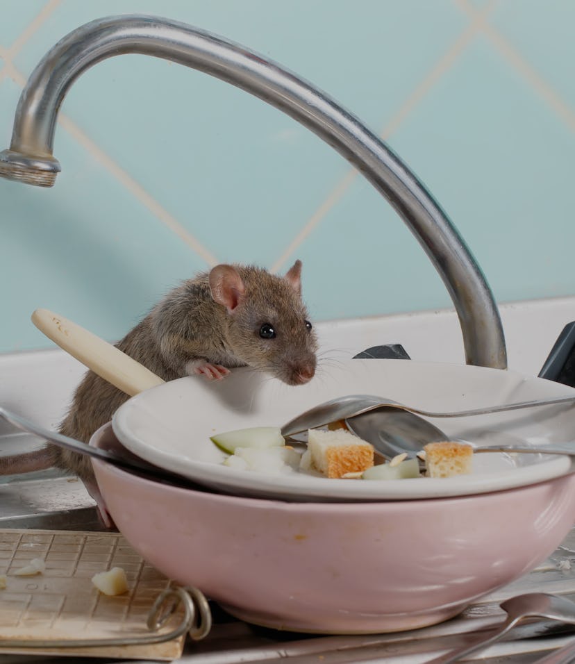 Young rat (Rattus norvegicus) climbs into the dish with the leftovers of food on a plate on sink at ...