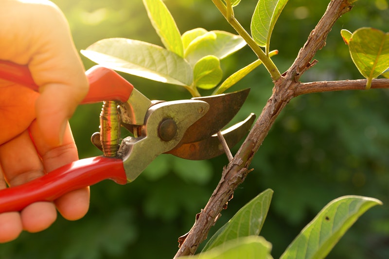 gardener pruning trees with pruning shears on nature background. 