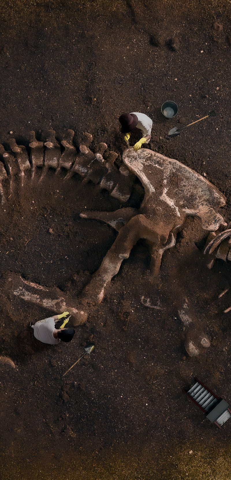 Dinosaur Fossil (Tyrannosaurus Rex) Found by Archaeologists