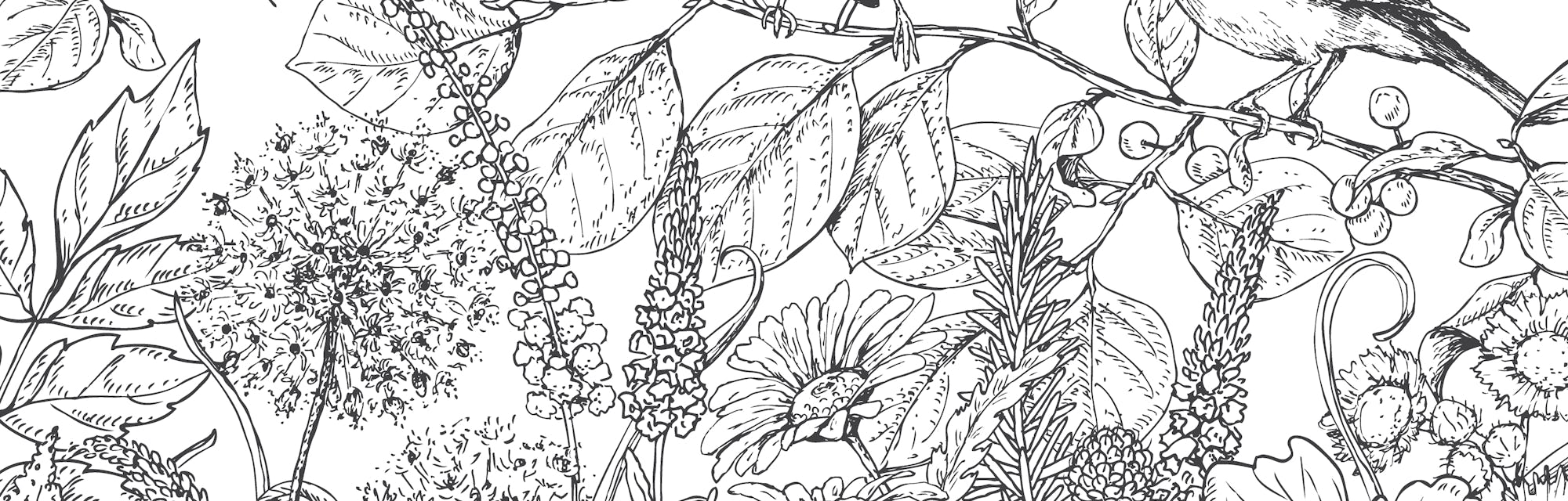 Hand drawn floral elements. Black and white flowers, plants, butterflies and two sitting songbirds on branch. Monochrome vector sketch.
