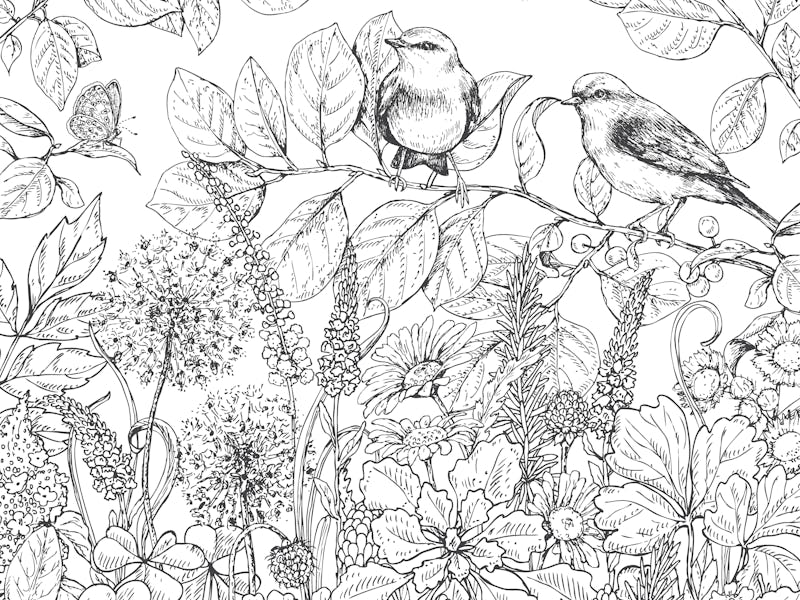 Hand drawn floral elements. Black and white flowers, plants, butterflies and two sitting songbirds o...