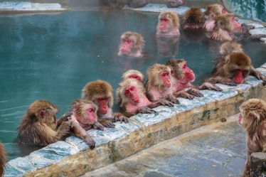 rhesus macaques in a pool