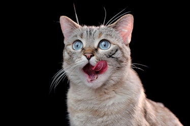 Hungry cat close-up portrait against black background
