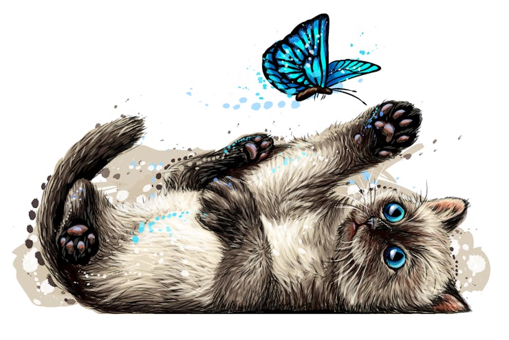 Cat. A kitten is playing with a butterfly. Wall sticker with the image of a blue-eyed kitten catchi...