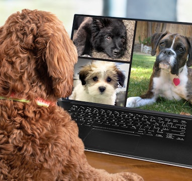Back view of dog talking to dog friends in video conference. Group of dogs having an online meeting ...