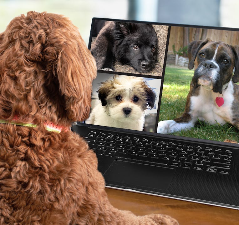 Back view of dog talking to dog friends in video conference. Group of dogs having an online meeting ...