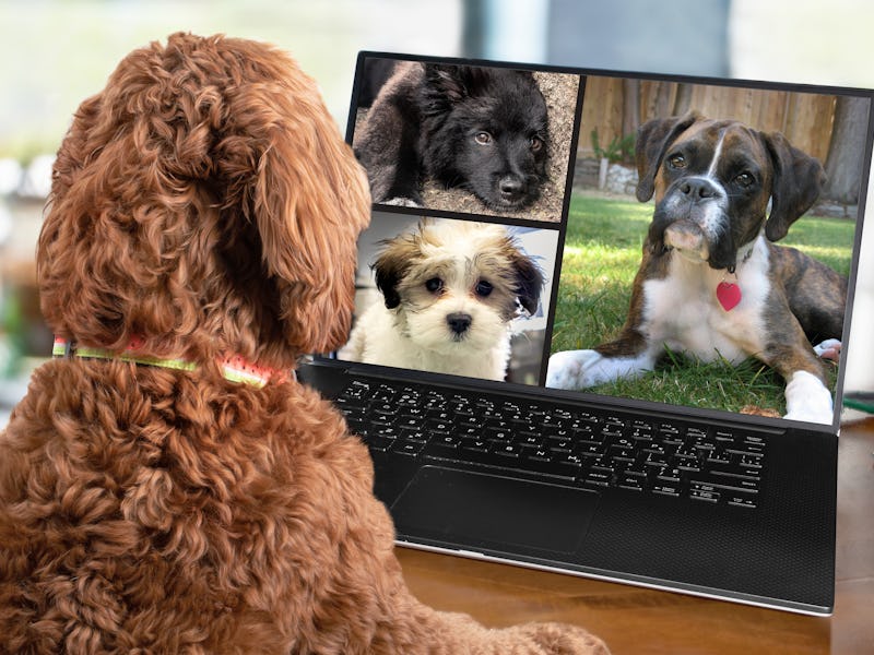 Back view of dog talking to dog friends in video conference. Group of dogs having an online meeting ...