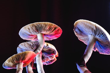 The Mexican magic mushroom is a psilocybe cubensis, whose main active elements are psilocybin and ps...