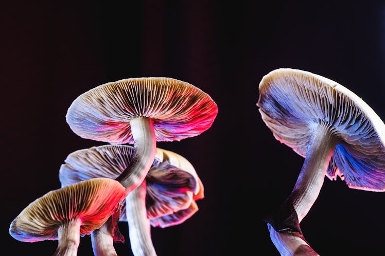 The Mexican magic mushroom is a psilocybe cubensis, whose main active elements are psilocybin and ps...