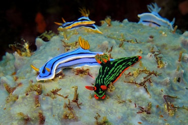Group of the colorful underwater nudibranch on the coral reef. Underwater photography of different n...