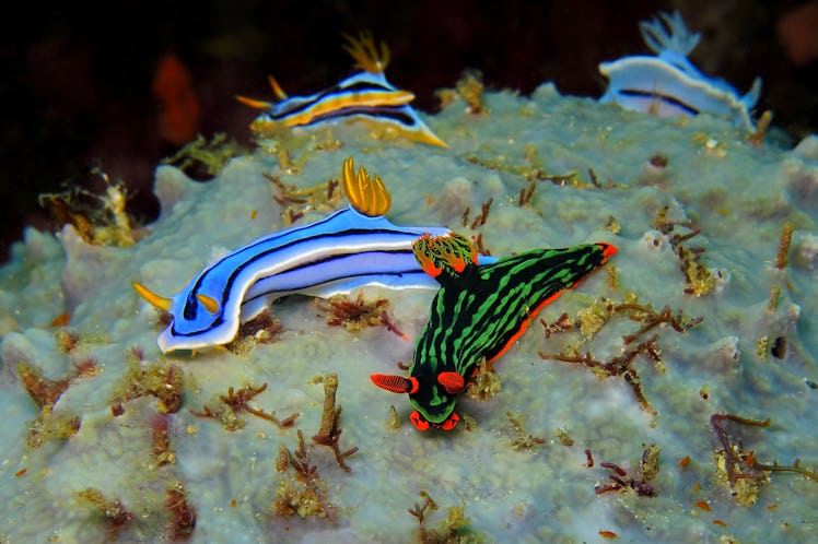 Group of the colorful underwater nudibranch on the coral reef. Underwater photography of different n...