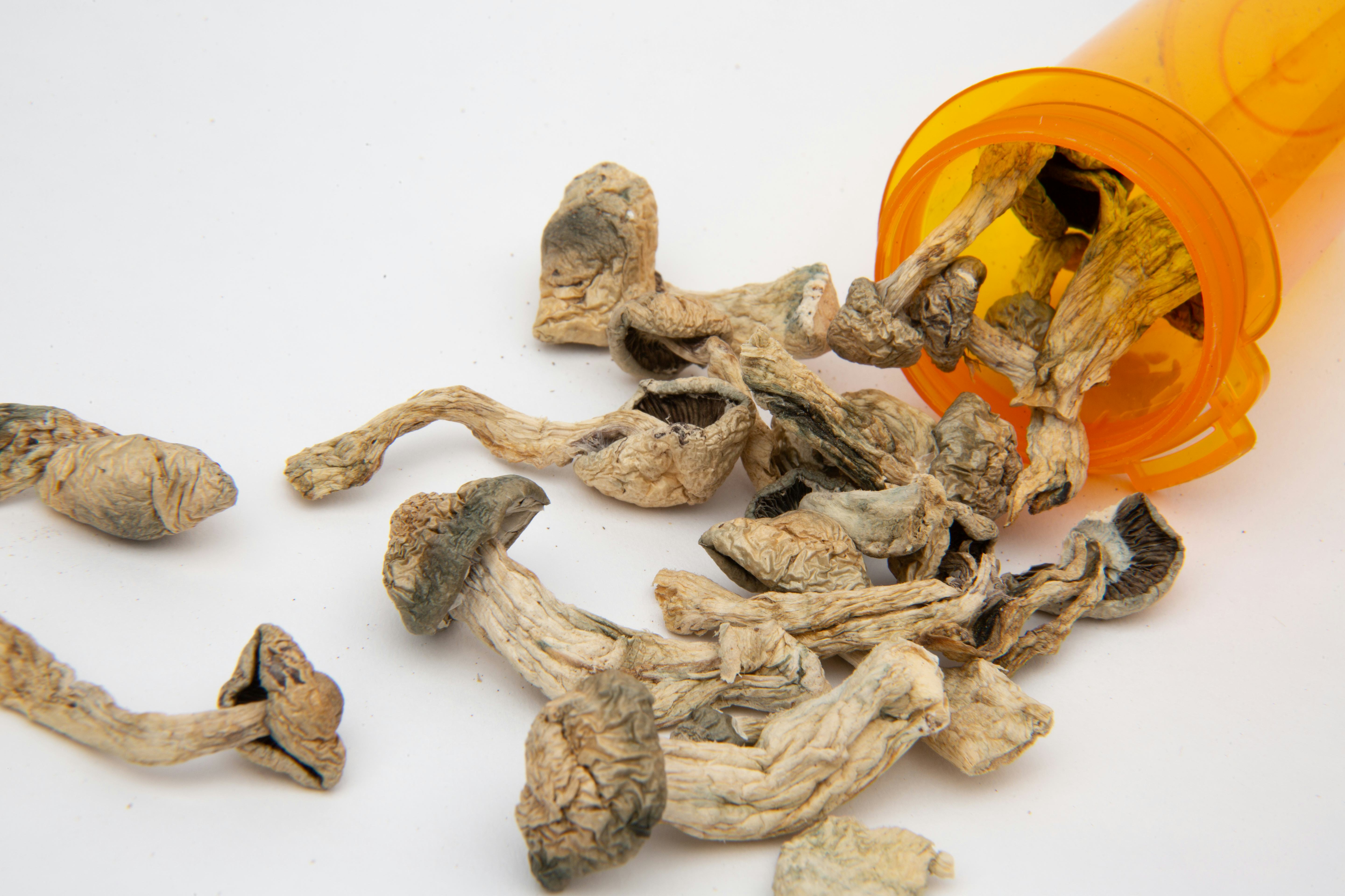 Shrooms vs. Acid The scientific difference between LSD and magic mushrooms