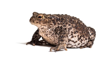 Common toad, European toad, or simply the toad, Bufo bufo, in front of white background