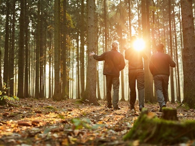 Three foresters in the woods during a walk or inspection in the evening sun