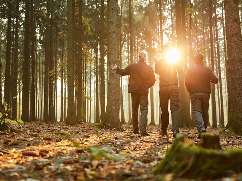 Three foresters in the woods during a walk or inspection in the evening sun
