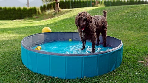 best dog pools on amazon