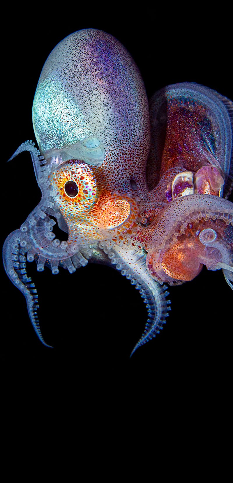 Blanket Octopus Blackwater Diving Underwater Photo