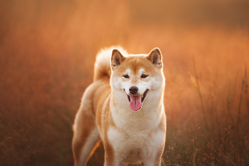 Close-up Portrait of beautiful red Shiba inu dog standing in the field at golden sunset in summer. H...