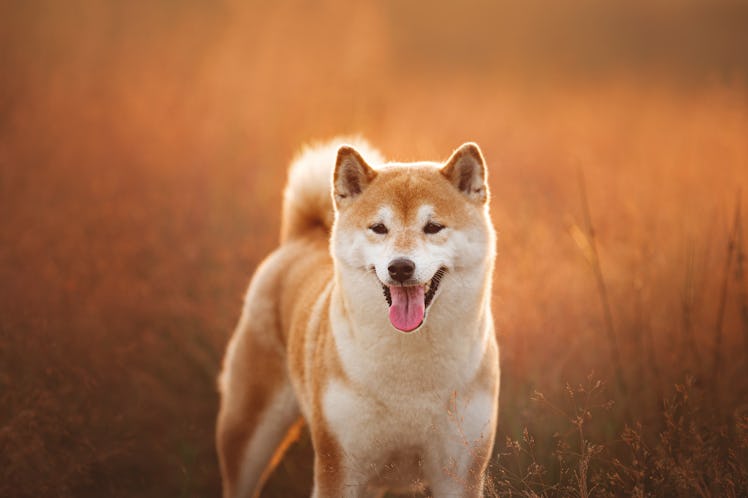 Close-up Portrait of beautiful red Shiba inu dog standing in the field at golden sunset in summer. H...