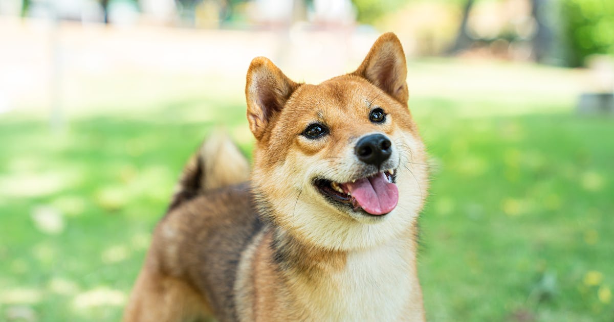 Will Dogecoin Reach 1 Dollar In 21 Here S What You Need To Know Will Dogecoin Reach 1 Dollar In 21 Here S What You Need To Know