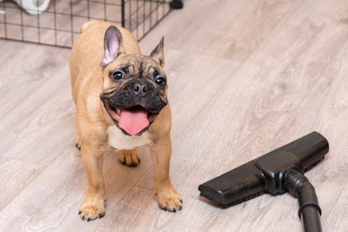 French bulldog puppy and vacuum cleaner