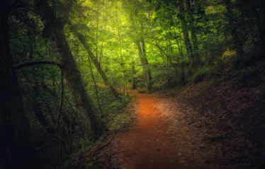 Fairy forest trail view. Trail in fairy forest. Fantastic wood trail. Forest trail. Forest trail lan...