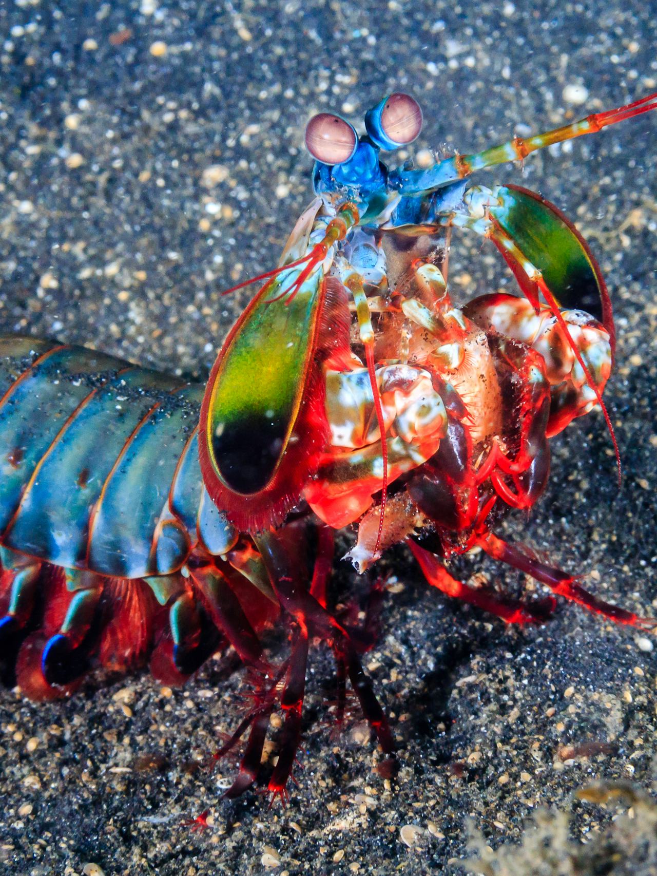 Mantis shrimp punch