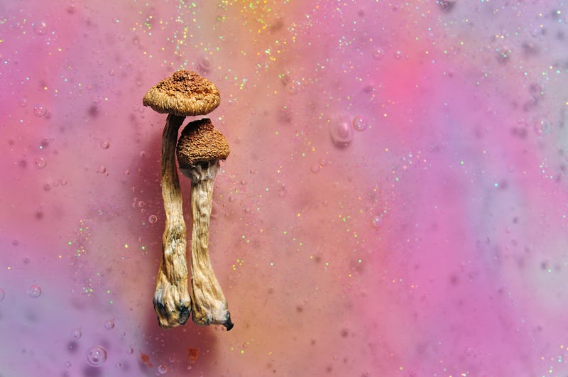 Psilocybin mushrooms on pink bright colorful background. Psychedelic magic mushrooms Golden Teacher....
